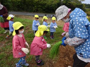 たまねぎの苗植えに行きました【年中組】